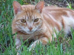 goodly Cat Domestic Feline