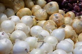 fresh white onions harvest