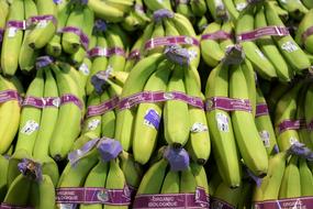 harvest of healthy bananas