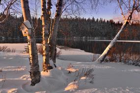 Winter Landscape Snow Trees