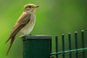 spotted flycatcher close-up on blurred background