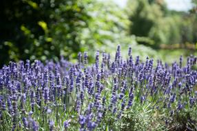 Medicinal Plants Lavender