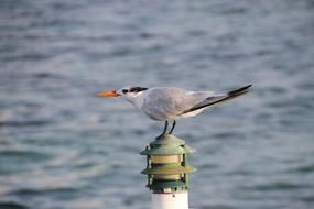 Tern perched beacon on sea