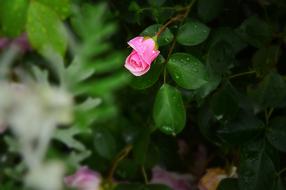 Nature Flowers