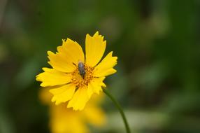 Flower Yellow Fly