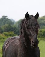 goodly Horse Blue Roan