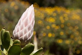 Flower Bokeh Spring