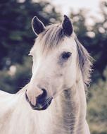 photo of a white horse with a black and white nose