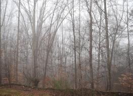 Trees Through The Fog Winter Tree