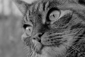 black and white photo portrait of a tabby cat