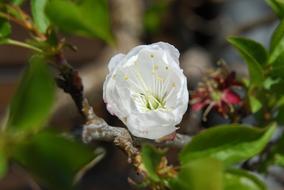 Apple Blossom at Spring time