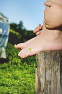 child's Feet with Flower in fingers on stump outdoor