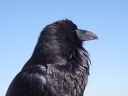 black raven in the sun in profile close-up