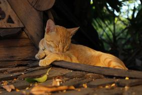 Feline sleep Outdoors