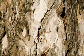 Texture of Wood bark Sheath