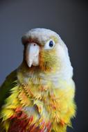 bright Bird, Parakeet