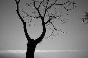 dark Tree Monochrome