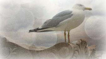 seagull at Texture fantasy Background