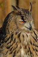 predatory eagle owl with beautiful plumage