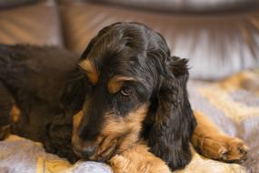stunningly beautiful Cocker Spaniel Brown dog