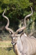 Greater Kudu Animal