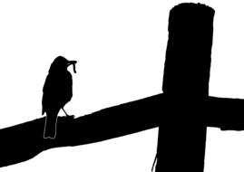 drawing of robin bird on fence silhouette