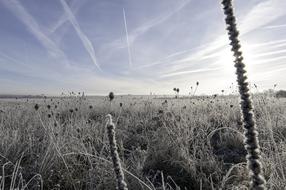 Christmas Sun Frost