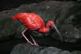 goodly Ibis Bird Red