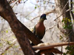 goodly Bird African