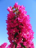 bougainvillea, Pink Blossom at blue sky