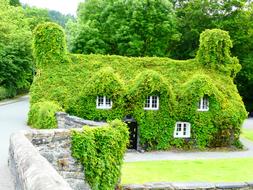 green house in ivy in Wales