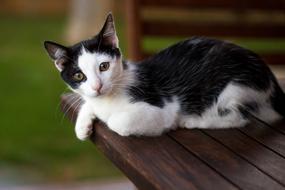 portrait of Cat on Table