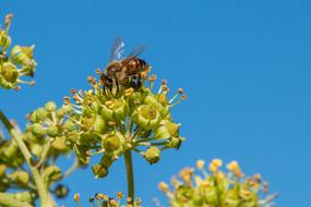 Honey Bee collecting Nectar at sky