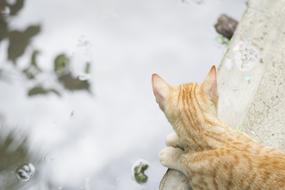 goodly Cat Water Pet