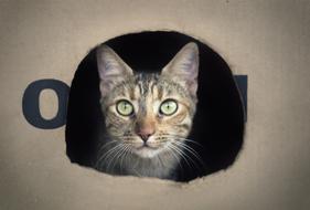 irresistible Cat Box Feline