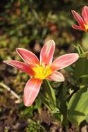 Pink Tulip Flower blooming