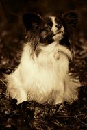black white photo of a cute little dog