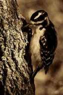 Great Woodpecker Bird