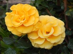 Roses Yellow Nature