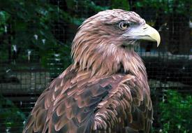 Golden Eagle Bird Of Prey