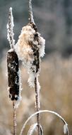 Reed Winter Snow