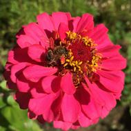 Honeybee on Zinnia flower