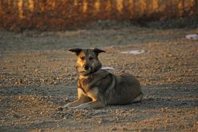 Hybrid Evening Sun Dog