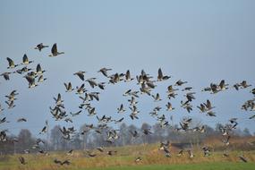 Geese Flying Birds