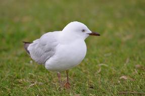 perfect Bird Seagull white