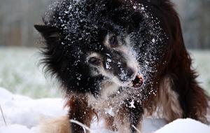 goodly Snow Dog Border