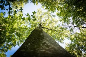 Tree Trunk in Forest at sunny day