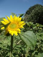 Flower Sunflower Yellow