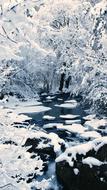 Snow Trees Lake