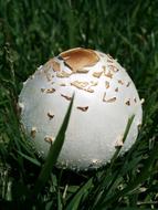 White Mushroom in the Garden